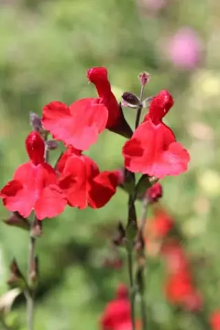 Salvia 'Radio Red'