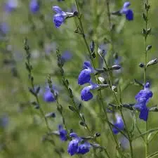 Salvia reptans 'Blue Willow'