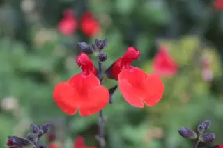 Salvia 'Royal Bumble'