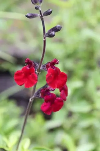 Salvia 'Royal Velours'