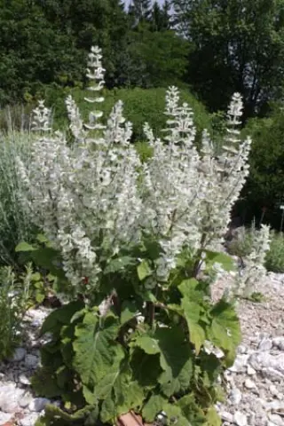 Salvia sclarea 'Vatican White'