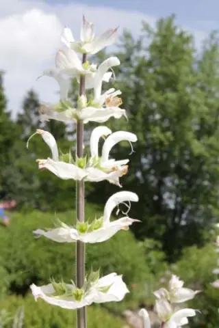 Salvia sclarea 'Vatican White'