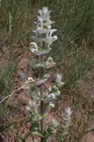 Salvia sclarea var. turkestanica