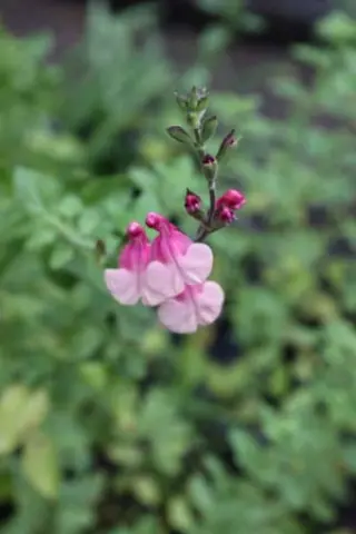 Salvia 'Shell Dancer'