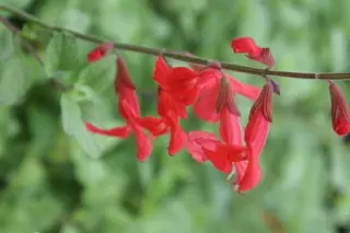Salvia 'Silke's Dream'