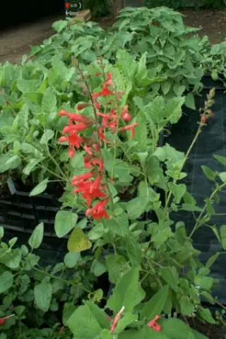Salvia 'Silke's Dream'