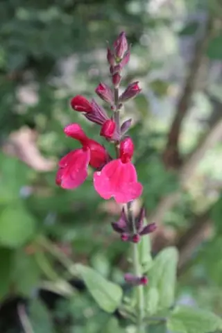 Salvia 'Silke's Red'