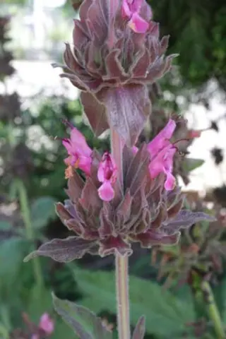 Salvia spathacea