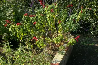 Salvia splendens 'Van Houttei'