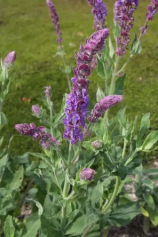 Salvia stepposa