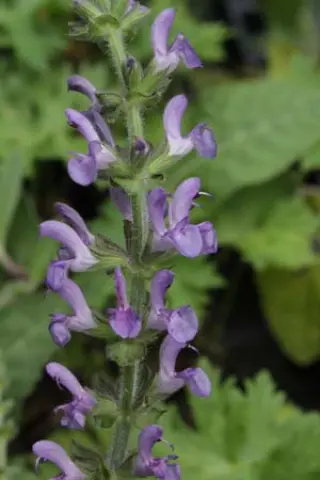 Salvia stepposa
