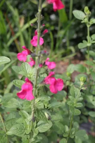 Salvia 'Super'