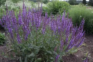 Salvia x sylvestris 'Dear Anja'