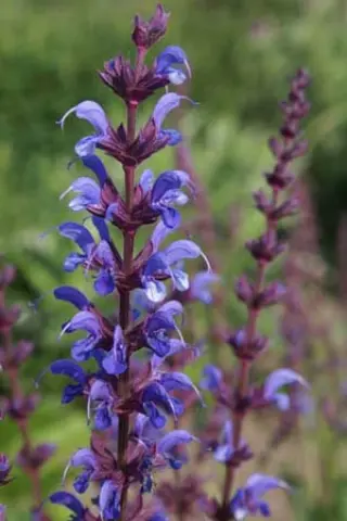 Salvia x sylvestris 'Dear Anja'