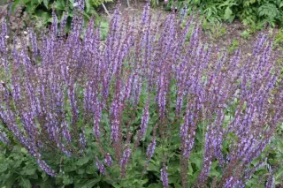 Salvia x sylvestris 'Lye End'