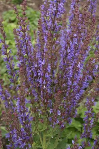Salvia x sylvestris 'Lye End'
