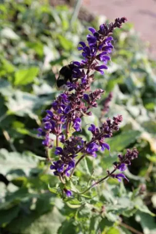 Salvia x sylvestris 'Purple Spring'