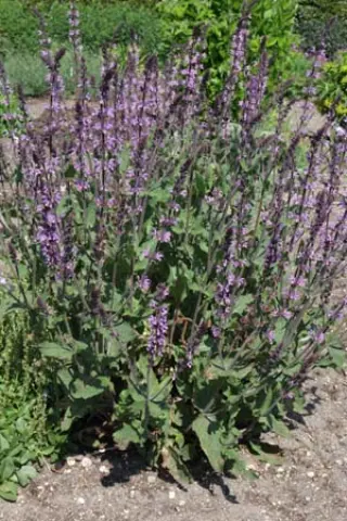 Salvia x sylvestris 'Serenade'