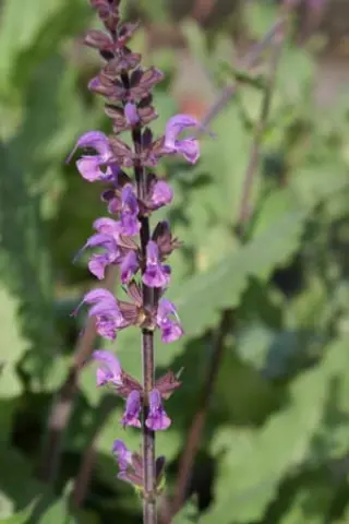 Salvia x sylvestris 'Serenade'