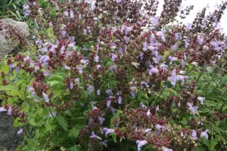 Salvia tomentosa (coll Turkije)