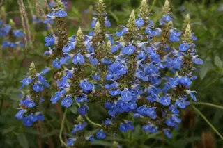 Salvia uliginosa