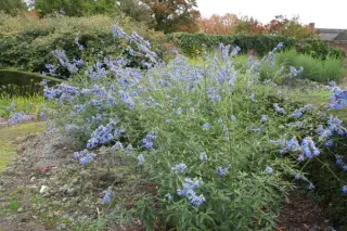 Salvia uliginosa