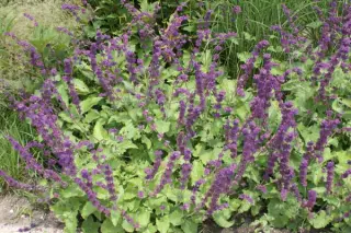 Salvia verticillata 'Purple Rain'