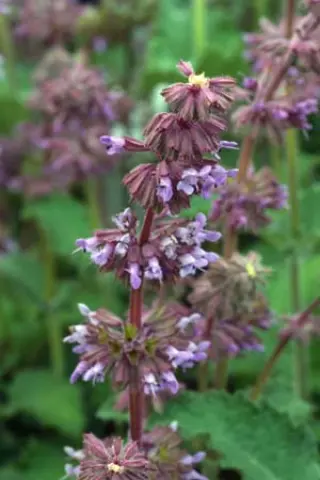 Salvia verticillata 'Purple Rain'
