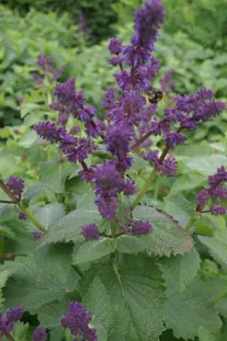 Salvia verticillata 'Smouldering Torches'