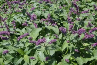 Salvia verticillata 'Smouldering Torches'