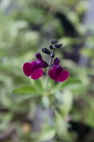 Salvia 'Violette De Loire'