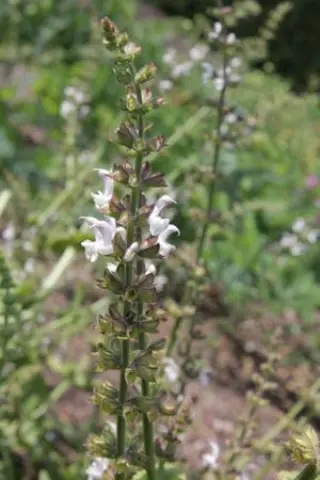 Salvia virgata 'Alba'