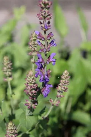 Salvia virgata