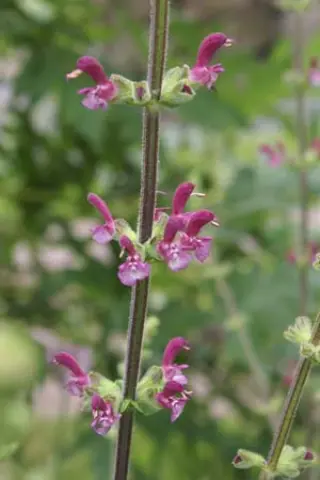 Salvia viscosa