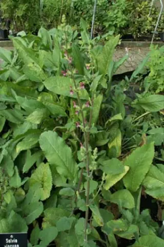 Salvia viscosa