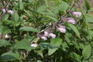 Salvia 'Waverly'