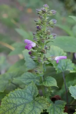 Salvia yunannensis