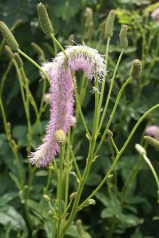 Sanguisorba aff. hakusanensis