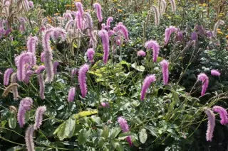 Sanguisorba 'Ankum's Thrums'