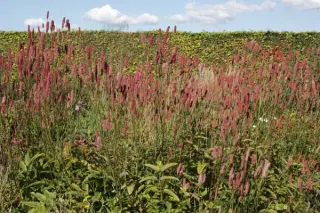 Sanguisorba 'Blackthorn'