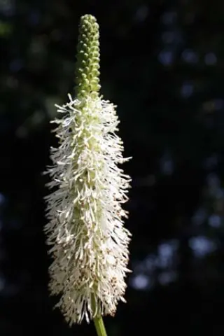 Sanguisorba canadensis