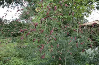 Sanguisorba 'Cangshan Cranberry'