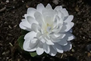 Sanguinaria canadensis 'Multiplex'
