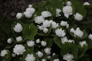 Sanguinaria canadensis 'Multiplex'