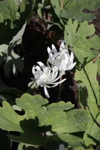 Sanguinaria canadensis 'Paint Creek Star'