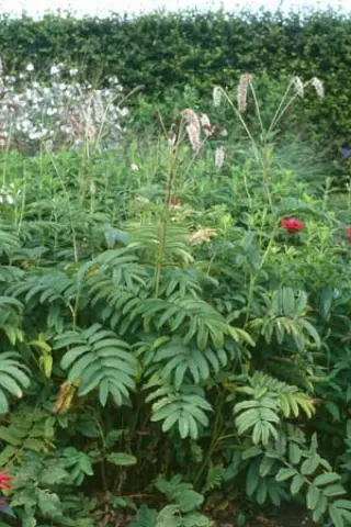 Sanguisorba caucasica