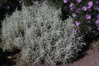 Santolina chamaecyparissus 'Lambrook Silv.'