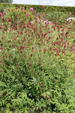 Sanguisorba 'Cherie'