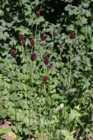 Sanguisorba 'Chocolate Tip'