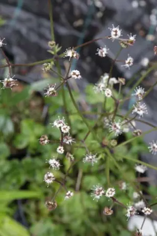Sanicula europaea